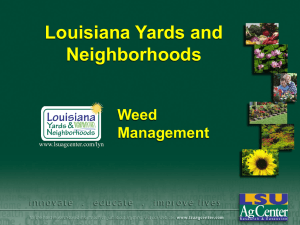Louisiana Yards and Neighborhoods Weed Management