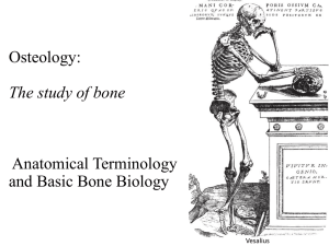 Osteology: Anatomical Terminology and Basic Bone Biology The study of bone