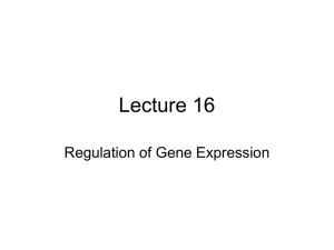 Lecture 16 Regulation of Gene Expression