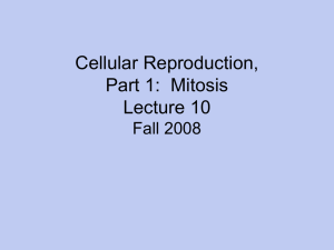 Cellular Reproduction, Part 1:  Mitosis Lecture 10 Fall 2008