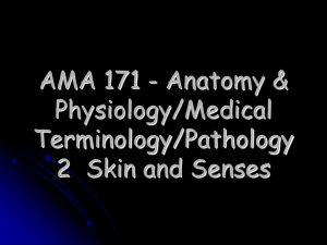 AMA 171 - Anatomy &amp; Physiology/Medical Terminology/Pathology 2  Skin and Senses