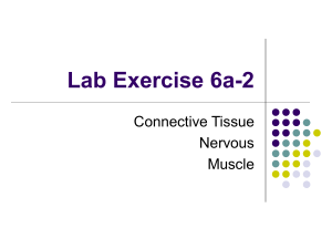 Lab Exercise 6a-2 Connective Tissue Nervous Muscle