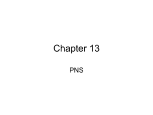 Chapter 13 PNS