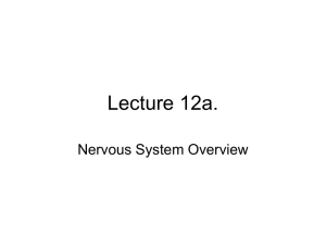 Lecture 12a. Nervous System Overview