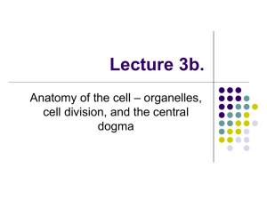 Lecture 3b. – organelles, Anatomy of the cell cell division, and the central