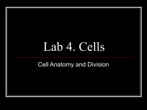 Lab 4. Cells Cell Anatomy and Division