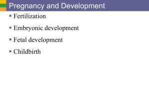 Pregnancy and Development  Fertilization Embryonic development