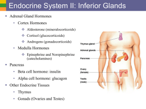Endocrine System II: Inferior Glands  • Adrenal Gland Hormones