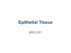 Epithelial Tissue BIOL241