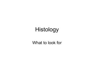 Histology What to look for