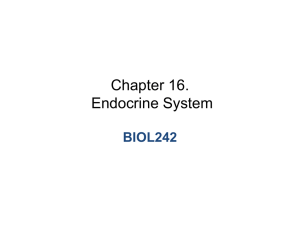 Chapter 16. Endocrine System BIOL242