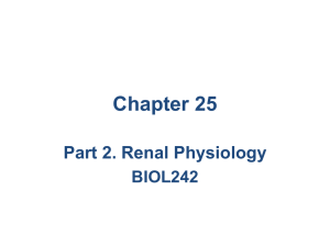 Chapter 25 Part 2. Renal Physiology BIOL242