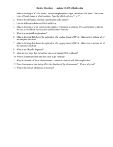 Review Questions -  Lecture 11: DNA Replication