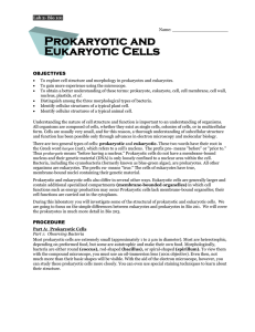 Prokaryotic and Eukaryotic Cells  OBJECTIVES