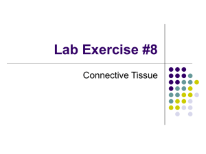 Lab Exercise #8 Connective Tissue