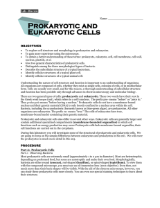 Prokaryotic and Eukaryotic Cells  OBJECTIVES