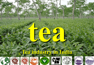 tea Tea industry in India 1