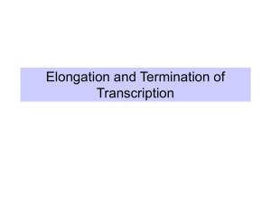 Elongation and Termination of Transcription