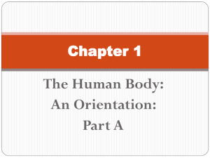 The Human Body: An Orientation: Part A Chapter 1