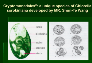 Cryptomonadales : a unique species of Chlorella ®