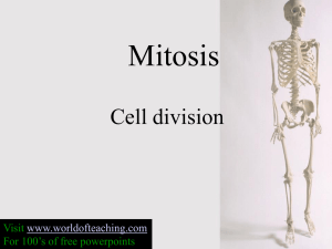 Mitosis Cell division Visit For 100’s of free powerpoints