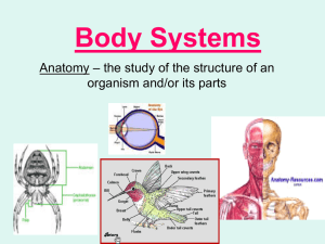 Body Systems – the study of the structure of an Anatomy