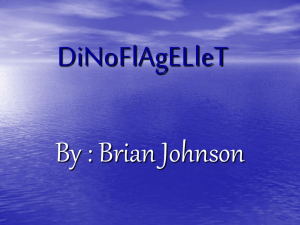 DiNoFlAgELleT By : Brian Johnson