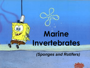 Marine Invertebrates (Sponges and Rotifers)