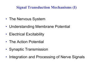 Signal Transduction Mechanisms (I) • The Nervous System Understanding Membrane Potential