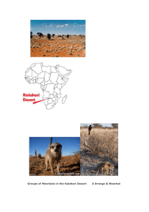 Groups of Meerkats in the Kalahari Desert A Drongo &amp; Meerkat