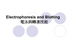 Electrophoresis and Blotting 電泳與轉漬技術
