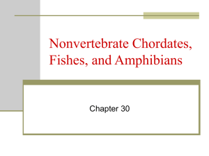 Nonvertebrate Chordates, Fishes, and Amphibians Chapter 30