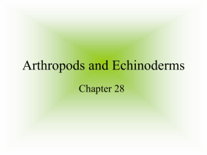 Arthropods and Echinoderms Chapter 28