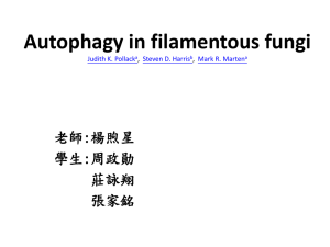 Autophagy in filamentous fungi 老師:楊煦星 學生:周政勛 莊詠翔
