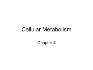 Cellular Metabolism Chapter 4