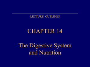 CHAPTER 14 The Digestive System and Nutrition LECTURE  OUTLINES