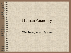 Human Anatomy The Integument System