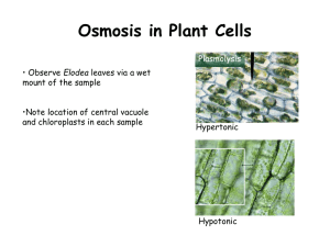 Osmosis in Plant Cells