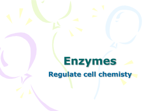Enzymes Regulate cell chemisty