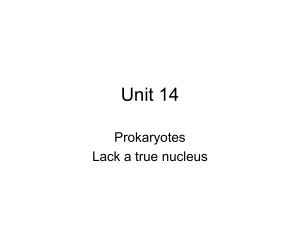 Unit 14 Prokaryotes Lack a true nucleus