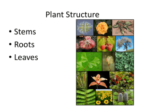 Plant Structure • Stems • Roots • Leaves