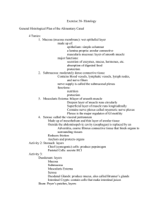 Exercise 38- Histology  General Histological Plan of the Alimentary Canal 4 Tunics: