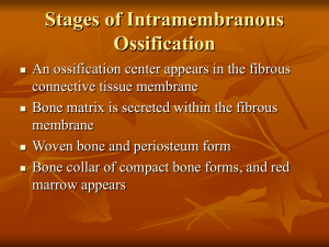 Stages of Intramembranous Ossification