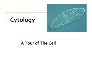 Cytology A Tour of The Cell