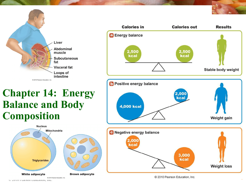 Chapter Energy Balance And Body Composition Pearson Education Inc