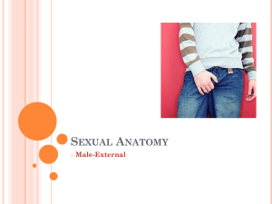 S A EXUAL NATOMY