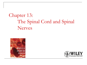 Chapter 13: The Spinal Cord and Spinal Nerves