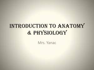 Introduction to Anatomy &amp; Physiology Mrs. Yanac