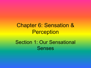 Chapter 6: Sensation &amp; Perception Section 1: Our Sensational Senses