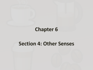 Chapter 6 Section 4: Other Senses